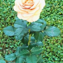 Bilocale Le Rose