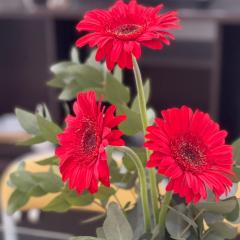 Gerbera Colorada HAEDO