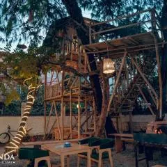 Jacaranda Tree Garden