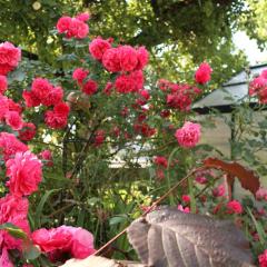 Ferienwohnung am Rhein