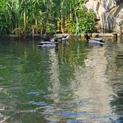 Les berges du moulin