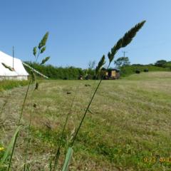 Ffos Wilkin Glamping & Alpacas