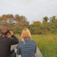 Spot Jaguar Pantanal South Lodgen