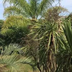 Mare è Monte , jardin méditerranéen et exotique.
