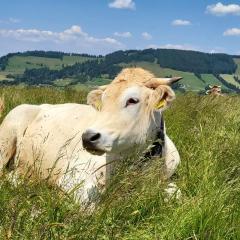 Ferienwohnung Almruhe mit Pool und Sauna & direkt am Skilift