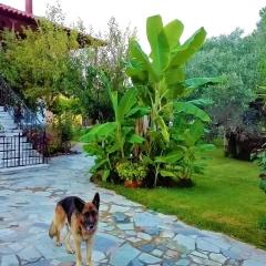 Cottage House,with big garden & lawn