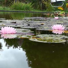 Las Rosas