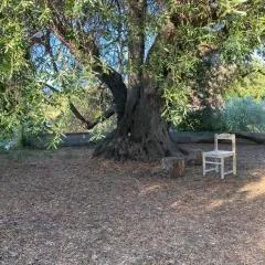 Casa Olea