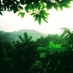 Green Jungle " Cool view"
