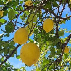 La Limonaia