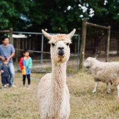 Farm fun day