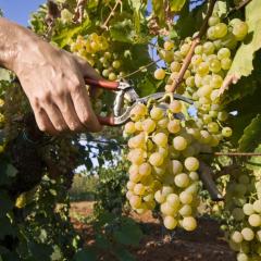 Apartment Medulin (112-2)