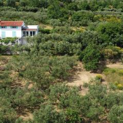 House among olive trees with a sea view 3