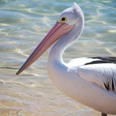 The Peninsular Merimbula