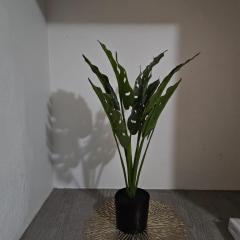 Dunrobyn Court Tempo Stay 8