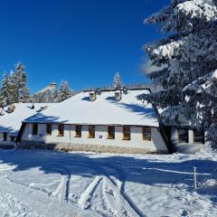 Winter Forest Vlasic