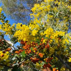 St Raphaël piscine wifi, commerces et mer à pieds