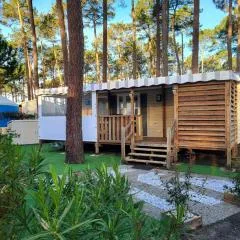 MH 278 les dunes de contis "domino"