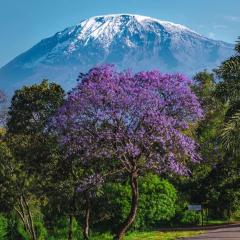 Kilimanjaro poa