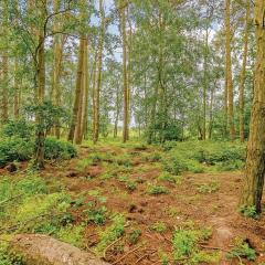 Woodhall Country Park Lodges