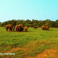 Minneriya Jeep Safari