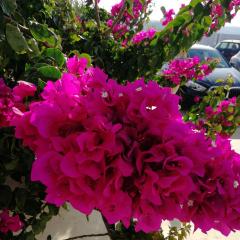 Blue Waves home Mykonos