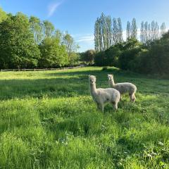 Dragonfly Lodge Ifold & Alpaca My Tipi Glamping