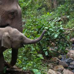 Lao Elephant Home