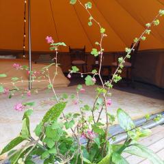 Glamping Hoeve Thenaers