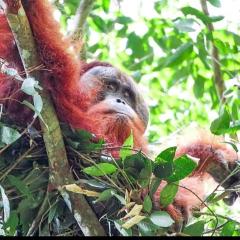 Sumatra Treking Lauser Park