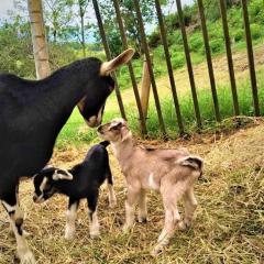 Tesorito House en las Montañas del Quindío