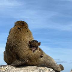 Sunny Gibraltar