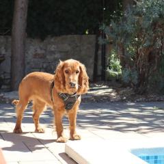 Art House Rovinj-Holiday, für mehr Information finden Sie uns im Internet