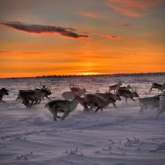 Authentic Sami Reindeer Herding Adventure in Arctic Norway