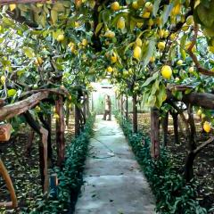 Limoneto di Anna