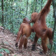 Brown Bamboo Bukit Lawang