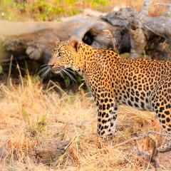 JAMI River Side Hotel & Yala Safari Place