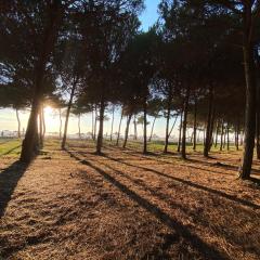 Pines Paradise at Blue Laguna Residence