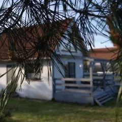 W ładnym polu n1