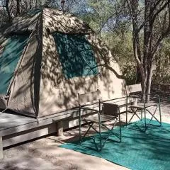 Hyenas howl campsite