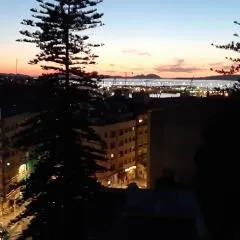 Araucaria