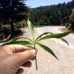 Old school KETAMA farm