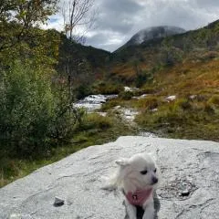 Hardanger Camping Allhovden Mountain & fjord