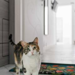 Il gatto Franco