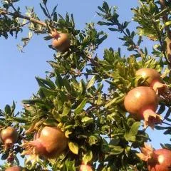 Pomegranate Seaside Corner