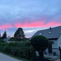 Dzika Foka Wiosłowa 49