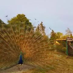 Agriturismo Podere Asche