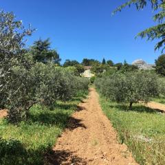 Logement Provence dans domaine oléicole
