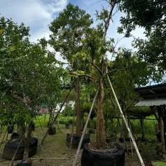 The wishes สมหวัง รีสอร์ท