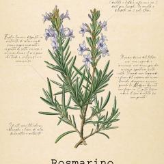 Le Floreali - Casa Rosmarino